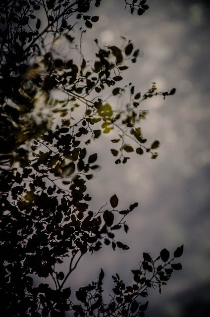 DSC_0601